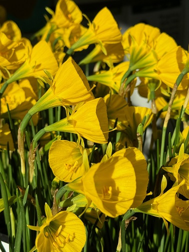 Narcissus bulbocodium 'Oxford Gold'